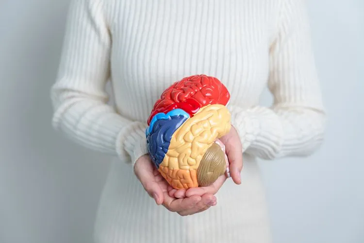 Person holding brain model — the gut-brain connection is one of many systems affected by low Akkermansia muciniphila